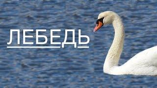 ЛЕБЕДЬ - все об этой птице