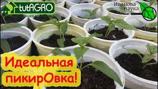 ДАЖЕ НАУЧНЫЙ СОТРУТНИК НЕ ЗНАЕТ ОБ ЭТОМ! Как ИДЕАЛЬНО провести пикировку С ЗАГЛУБЛЕНИЕМ.