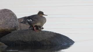 Mother With Ducklings - Red-breasted merganser brood (Mergus serrator)