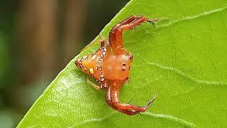 Arkys lancearius - Australian spider