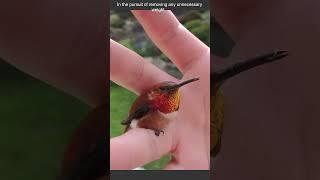 Why Humming Birds Urinate their Body Weight in a Day #wildlife #animalscience #biology #birds