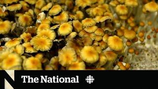 What’s behind the push for more magic mushrooms research