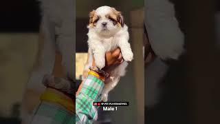 Shitzu male female puppy #shitzu #shitzu_lover #shitzusofinstagram #shitzulover #shitzupuppies #dog