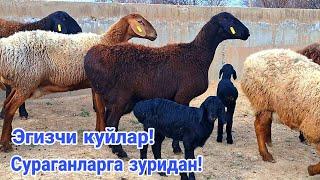 Эгизчи куйлар! Сураган обуначиларга! 971500095️ 883100698️