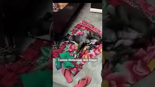 Canine Distemper | Signs | Symptoms | #shorts | # short #drrahulvets | Case 4