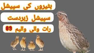 бедана batair ki awaz quil sound night hunting بٹیر کی آواز رات والی والیم