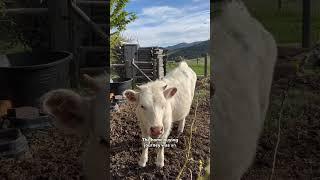 Home is where my animals are