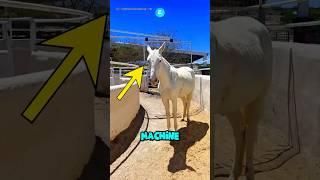 This horse found a clever way to skip training Sc: @adrianamariaalonso / IG