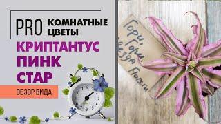 Криптантус Пинк Стар - эффектная миниатюрная бромелия | Земляная звезда