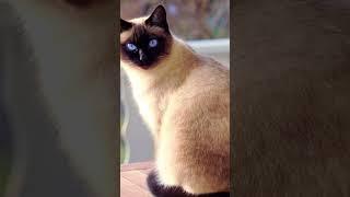 Amazing cat siam beautiful skin#shorts #shortsvideo #catlover #pets #trending