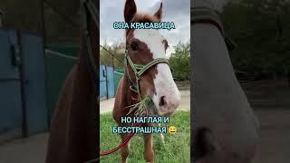 #приколы #horse #лошадь #лошади #конныйспорт #конники #жеребенок #жеребёнок #мотивациядня