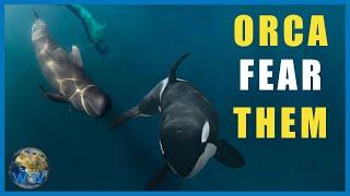 Why Do Pilot Whales TERRIFY Orca??