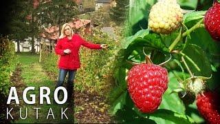 Agro Kutak 55 - Uzgoj malina za početnike - 15.11.2016.