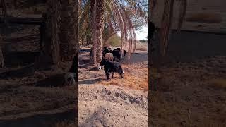 #oman  live video Pakistan 