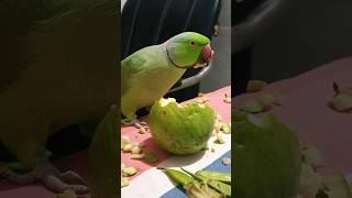 प्यारे मिट्ठू  #talkingparrot #alexander #parrot #yt #parrottalking #funny #parrotlover #anuandsuji
