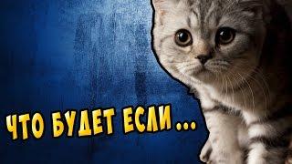 Что  будет если КОШКИ исчезнут