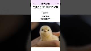 오냐오냐 키운 병아리의 근황