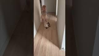 Playful Kitten Pouncing on Precious Toddler