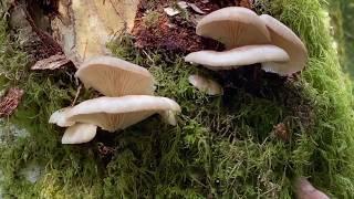 Oyster (Pleurotus ostreatus-pulmonarius, Pleurotus populinus) mushrooms are fruiting abundantly now!