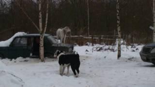 САО. АЛАБАИ. Наши Дуня с Вестой играют а Тарзан охраняет.