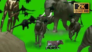 New Animal Zoo Green Screen - Animal Green Screen