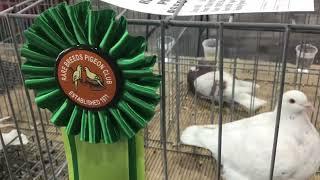 Texan Pioneers on display at Reading’s Pigeon Association Show