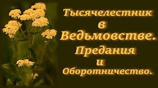 Тысячелистник в Ведьмовстве. Предания и Оборотничество. Часть 2.