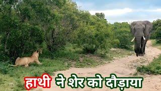 Elephant drove the lion in the forest ! Africa Jungle Safari