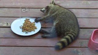 Lazy Raccoon Eating Cat Food