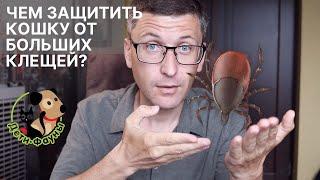 Чем обработать кошку от клещей? Препараты от клещей для кошки