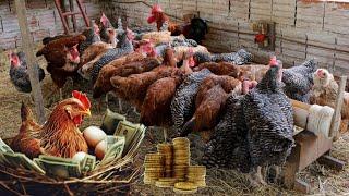 5 ways to profit  with the breeding of chickens - Tips ...