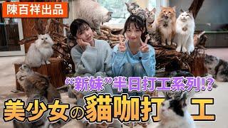 替50隻貓咪把屎把尿的貓咖工作，美少女能勝任嗎！？[從未來打工 EP.1]