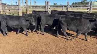 Creagh Cattle co EU Angus steers 320kg. 12/7/24