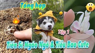 Tổng hợp  Tiến Sĩ Ngáo Ngô & Tiểu Bao Cute! #emthocreview #shorts #trend #viral #hàihước #giảitrí