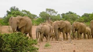 Karell's African Dream Vacations