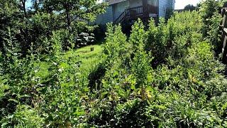 SHOCKING Backyard TRANSFORMATION For ELDERLY Woman Who Couldn't Find Anyone To Mow Her LAWN