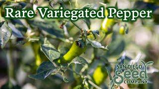Growing & Harvesting Fish Pepper Plants | San Diego Seed Company