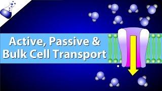 Active, Passive, and Bulk Cell Transport