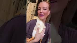 How could you ever put him down?!  #Duck #Cute #BabyAnimals