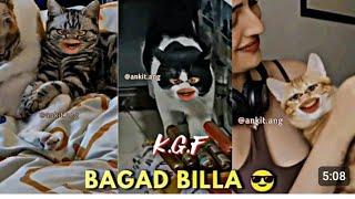 Bagad Billa #newvideo  || Bagad Billa Best Comedy #animal  #bagadbilla#2024