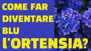 Come far diventare blu l'ortensia?