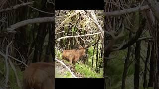 Охота на оленя: очень сложный выстрел #охота #обезьяны #hunting #падение #hunt #deer #elk