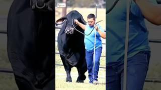 visal boro goro  #shorts #shortvideo #youtubeshorts #goro