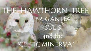 Around the Grove ~ Hawthorn ~ 2024 ~ Blodeuwedd, Olwen, Brigantia, the 'Celtic Minerva'