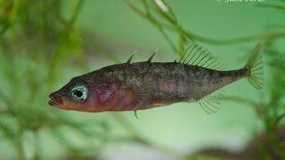 3 spined stickleback (Gasterosteus aculeatus) Underwater UK