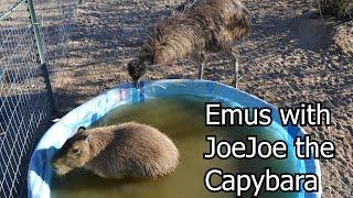 Emus with JoeJoe the Capybara