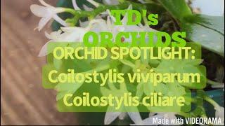 ORCHID SPOTLIGHT:  TWO COILOSTYLIS SPECIES   VIVIPARUM & CILIARE  #epidendrumspecies #orchidculture