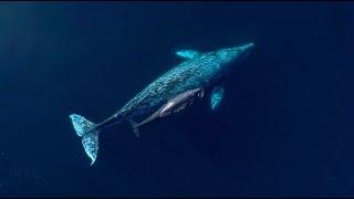 3WA - WHALE [Boka Records]