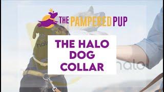 Halo Collar Reviews: A GPS Fence For Dogs (Cesar Millan)