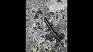 Snake-eyed Skink  #shorts